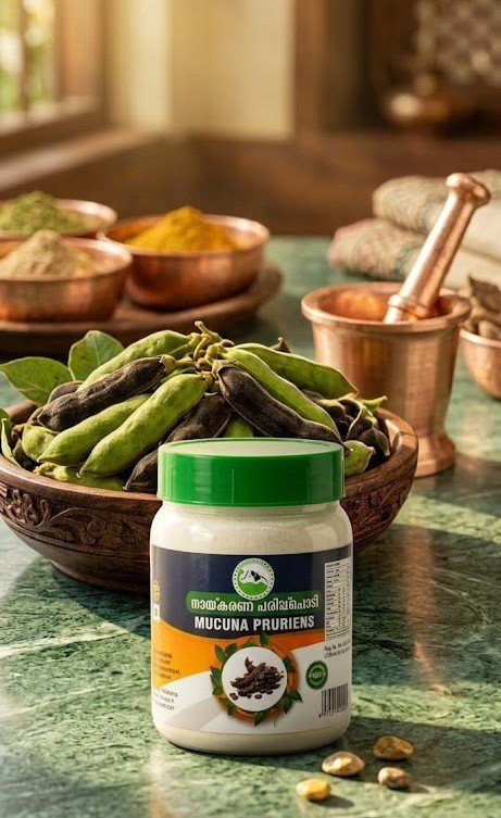 Mucuna Pruriens | Nayikkarana Paripp podi 70g